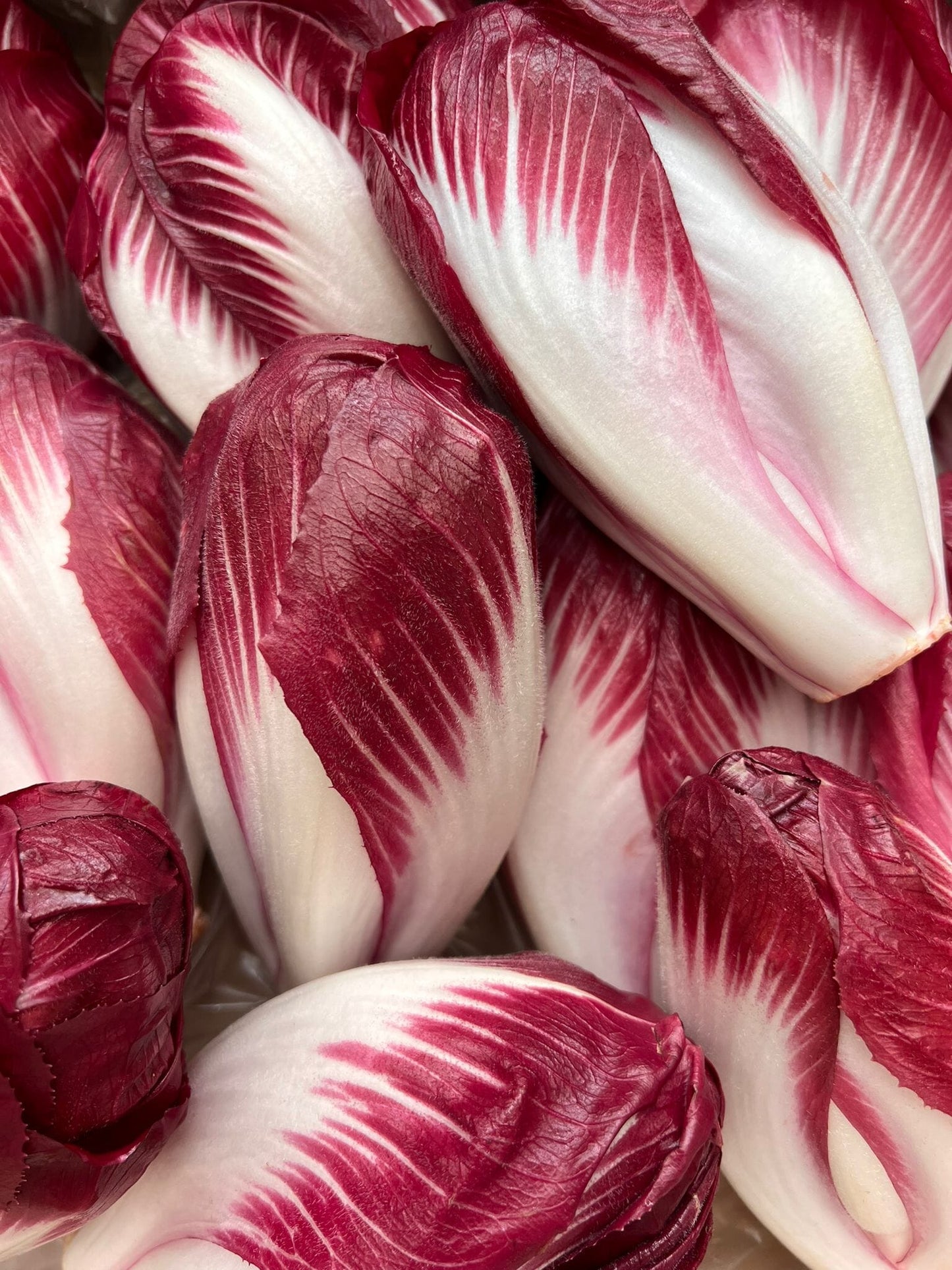 Endive Carmine du Pévèle (500g) Les légumes bio René - De Meyer - Bourghelles